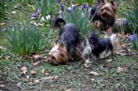 Yorkies bei der Arbeit - Yorkshire Terrier Blog