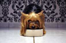 Yorkshire Terrier Amy Napf Barf