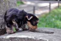 Neugieriger Yorkshire Terrier Welpe