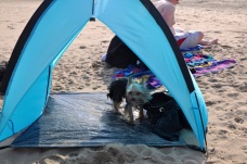 Blanket inspiziert das Strandzelt